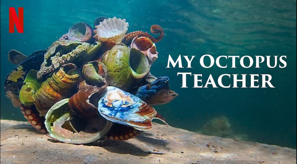 My Octopus Teacher: review – Discover English